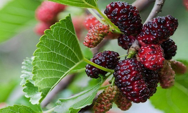 Do vậy trước khi ăn dâu tằm, bạn nên rửa sạch chúng với nước dưới vòi chảy. Tiếp đó, ngâm dâu tằm trong nước muối loãng để diệt khuẩn, loại bỏ cặn bẩn.