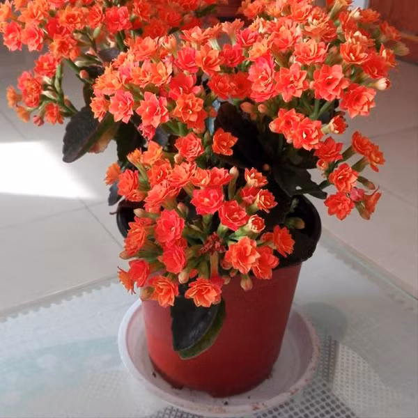 Chậu chất liệu nhựa mềm: So với các chất liệu khác, chậu nhựa mềm dù hình thức không bắt mắt nhưng giá thành rẻ nên nhiều người chọn dùng. Thực tế, loại chậu này chỉ phù hợp với các cây con ở vườn ươm do nhiệt độ, độ ẩm thích hợp, thường xuyên được tưới nước bón phân. Ảnh: Sohu