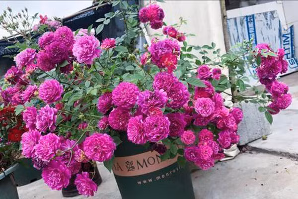 Để đảm bảo sự phát triển cho cây trồng, bạn nên chọn những chậu có lỗ thông hơi lớn như chậu gallon. Chậu thoáng khí, dễ di chuyển - đặt cố định tại 1 vị trí. Ảnh: Sohu