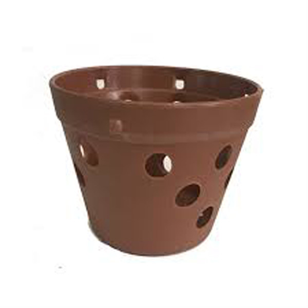 Nếu cây may mắn sống sót, quá trình phát triển rễ cây sẽ mọc xuyên qua những lỗ nhỏ xung quanh. Điều này vừa làm mất thẩm mĩ, vừa khiến rễ tiếp xúc với môi trường khô hanh, sớm muộn cũng héo tàn. Ảnh minh họa