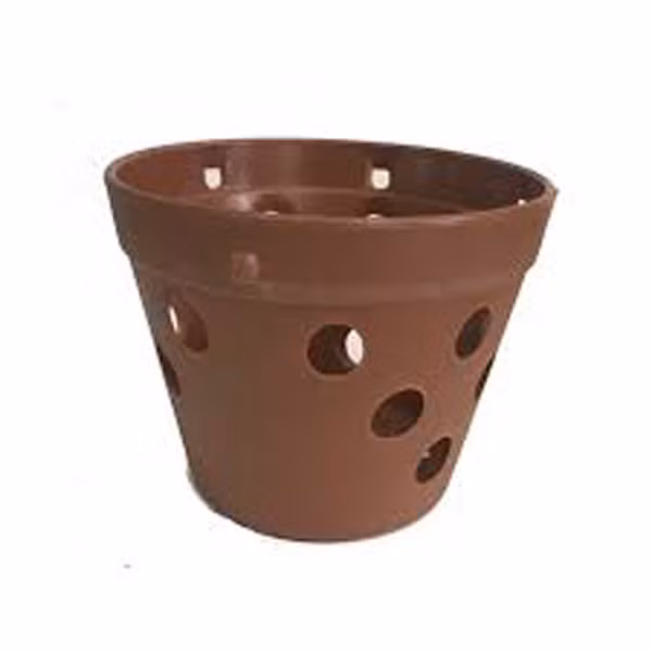 Nếu cây may mắn sống sót, quá trình phát triển rễ cây sẽ mọc xuyên qua những lỗ nhỏ xung quanh. Điều này vừa làm mất thẩm mĩ, vừa khiến rễ tiếp xúc với môi trường khô hanh, sớm muộn cũng héo tàn. Ảnh minh họa