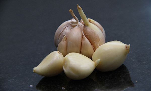 Tỏi mọc mầm giữ được nguyên các chất allinase, alliin có lợi. Chúng cũng chứa rất nhiều đạm, so với đạm động vật, đạm ở tỏi dễ hấp thu hơn.