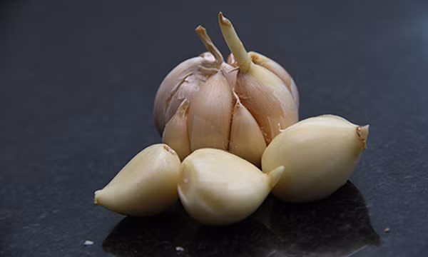 Tỏi mọc mầm giữ được nguyên các chất allinase, alliin có lợi. Chúng cũng chứa rất nhiều đạm, so với đạm động vật, đạm ở tỏi dễ hấp thu hơn.