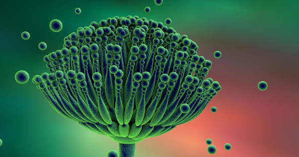 Các thực phẩm bị nấm mốc sẽ sinh ra độc tố aflatoxin. Được biết, aflatoxin (AFT) là độc tố vòng difuran được tạo ra bởi một số chủng như Aspergillus flavus và Aspergillus parasiticus. Chúng có đặc trưng mang độc tính cao và khả năng gây ung thư mạnh.