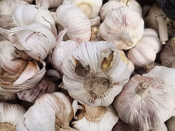 Nếu tép tỏi chuyển màu vàng cũng không nên ăn. Bình thường, tép tỏi sẽ có màu trắng ngà, mùi thơm đặc trưng. Những tép tỏi chuyển hẳn sang màu vàng chứng tỏ đã bị biến chất, không mang lại lợi ích sức khỏe cho người sử dụng.