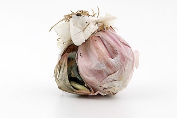 Năm 1993, Viện Nghiên cứu Ung thư của WHO phân loại aflatoxin là chất gây ung thư tự nhiên, có độc tính cao, cực kỳ nguy hiểm. Chỉ cần tiêu thụ 1mg aflatoxin có thể làm tăng nguy cơ ung thư, trường hợp tiêu thụ hơn 20mg có thể dẫn tới tử vong.