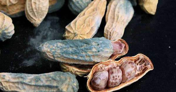 Khi đi vào cơ thể, aflatoxin là chất gây ung thư gan độc tính cao. Aflatoxin B1 có thể gây đột biến DNA nghiêm trọng. Nó cũng gây ức chế tổng hợp DNA và RNA, ức chế sự tổng hợp protein. Độc tính của aflatoxin vô cùng nguy hiểm.