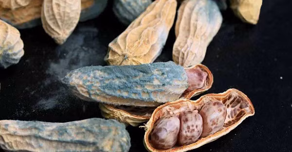 Khi đi vào cơ thể, aflatoxin là chất gây ung thư gan độc tính cao. Aflatoxin B1 có thể gây đột biến DNA nghiêm trọng. Nó cũng gây ức chế tổng hợp DNA và RNA, ức chế sự tổng hợp protein. Độc tính của aflatoxin vô cùng nguy hiểm.