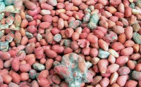 Tuy nhiên, các xưởng nhỏ ở quê không đảm bảo vệ sinh. Môi trường sản xuất cũng không tốt, lạc nhiều khi được chất đống trong kho, gặp trời nồm ẩm là bị mốc. Để tối đa lợi nhuận, nhiều cơ sở vẫn tận dụng chúng để ép dầu.