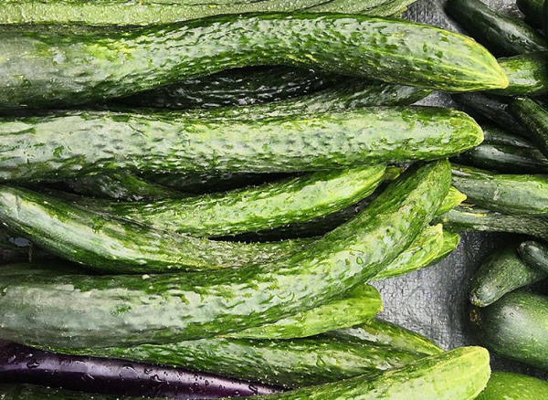 Trang Sohu thông tin, dù loại nào, bạn nên chọn dưa chuột hơi cong sẽ tốt hơn. Nguyên nhân bởi dưa chuột thuộc họ dây leo, sinh trưởng tự nhiên, ban đầu sẽ có dáng thẳng. Khi chiều dài tăng, quả dưa chịu ảnh hưởng của ánh sáng sẽ có xu hướng cong lên.