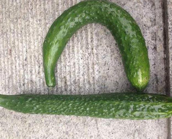 Tuy nhiên, dưa chuột quá cong, thân không đều nhau như đầu to đầu bé cũng tránh mua. Những quả này thường quá già hoặc quá trình sinh trưởng không được cung cấp đủ dinh dưỡng dẫn đến còi cọc.