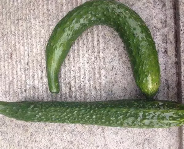 Tuy nhiên, dưa chuột quá cong, thân không đều nhau như đầu to đầu bé cũng tránh mua. Những quả này thường quá già hoặc quá trình sinh trưởng không được cung cấp đủ dinh dưỡng dẫn đến còi cọc.