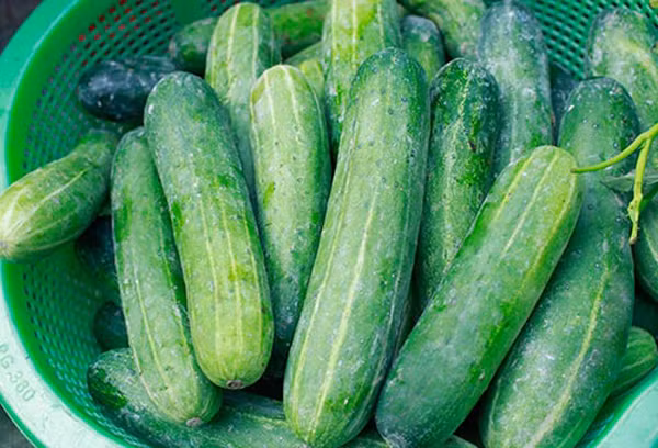 Để chọn dưa chuột ngon, bạn cũng cần quan sát màu sắc của quả. Cụ thể, những trái tươi có màu xanh lục, xanh ngọc, bên ngoài có gai nhỏ ăn sống hay nấu chín đều ngon. Ngược lại, những quả có vỏ ngoài nhẵn, bề mặt màu vàng thường là dưa già hoặc đã thu hoạch lâu ngày.