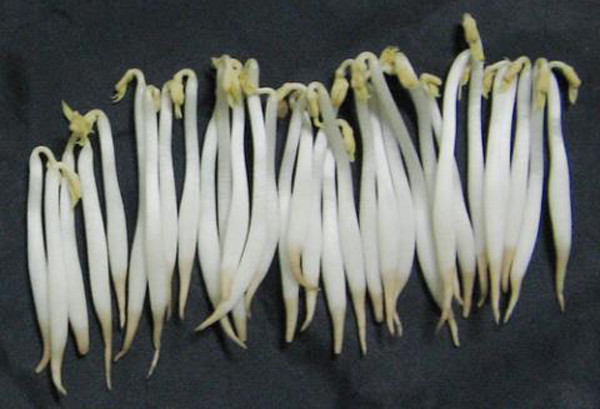 Giá đỗ không rễ: Giá đỗ không rễ là loại giá được dùng nhiều thuốc kích thích để tăng trưởng. Chỉ thời gian ngắn, chúng có thể thành hình, đem lại lợi nhuận lớn cho những người sản xuất.