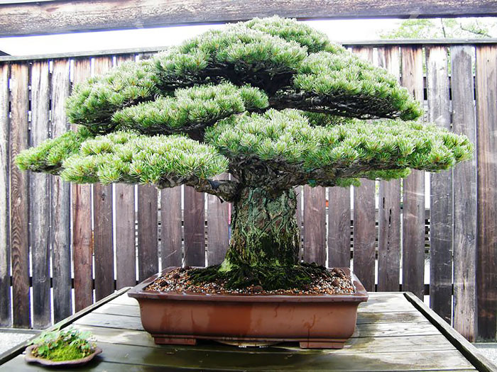 Đây là một trong những cây bonsai có tuổi đời lâu nhất trên thế giới - gần 400 năm. Cây bonsai này đã sống sót khỏi vụ Mỹ ném bom nguyên tử xuống thành phố Hiroshima.