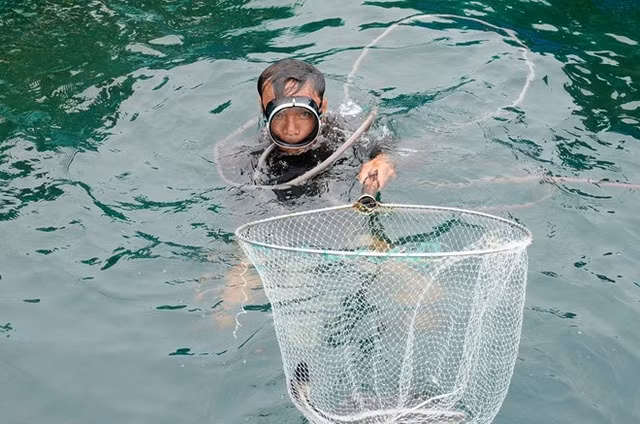 Nuôi cá bớp. Món đặc sản nổi tiếng vùng huyện đảo này có giá 155.000 đồng /kg. Sau 10 tháng nuôi, mỗi con cá bớp thu hoạch có thể đạt từ 7 đến 9 kg, tùy theo thời điểm, mỗi ký cá bớp có giá từ 100.000 đồng trở lên là có thể thu về lãi lớn khoảng 500 triệu/năm.