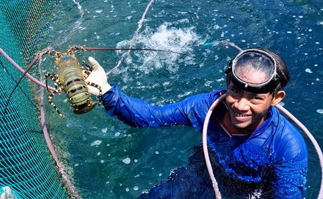 Chưa kể đến tôm hùm có giá đến 1,5 triệu đồng/kg, cộng với cá mú phục vụ du khách đến đảo quanh năm. Ngư dân nơi đây chẳng những thu hồi vốn đầu tư mà còn lãi tiền tỷ.