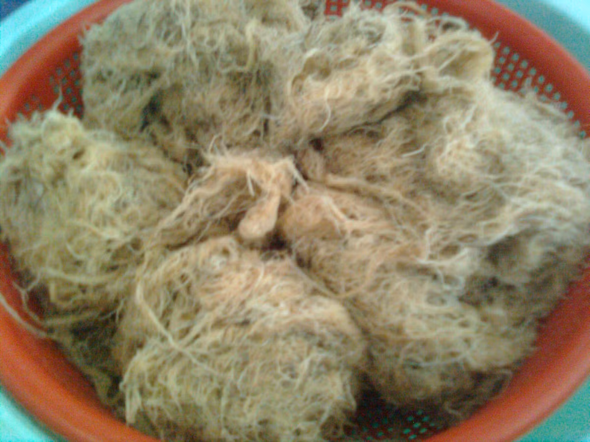 Giá mua hiện giờ của rau câu từ 20.000 đồng/tươi, đắt gấp đôi so với trước đó, việc thu hoạch rau câu nhỏ đã mang về cho hàng trăm người dân, chủ yếu là phụ nữ trên đảo.