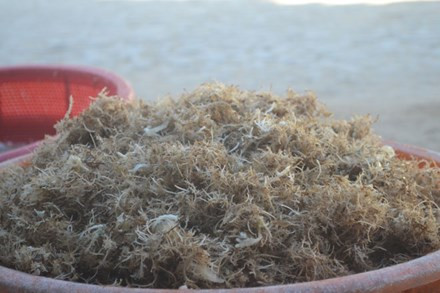 Thu hoạch rau câu nhỏ. Dù chỉ là làm thêm, hoặc tận dụng thời gian rảnh rỗi thế nhưng số tiền thu về từ việc thu hoạch rau câu nhỏ của hàng trăm người dân Lý Sơn cũng được mỗi buổi từ 150.000-300.000 đồng/người.