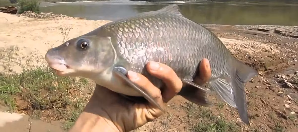 Cá dầm xanh có hình dáng tương tự cá anh vũ và từng là loài cá tiến vua nức tiếng một thời. (Ảnh Casongda)