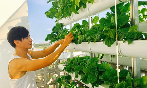 Lý Hải tự tay chăm sóc vườn rau thủy canh của nhà mình.