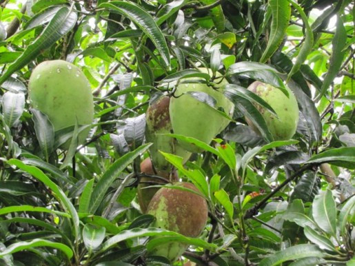 Xoài tứ quý nghệ lại có độ giòn và vị chua ngọt nên được nhiều người đặt mua. Ảnh: Nongnghiep68.