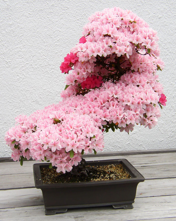 Bonsai đỗ quyên đẹp không tỳ vết.