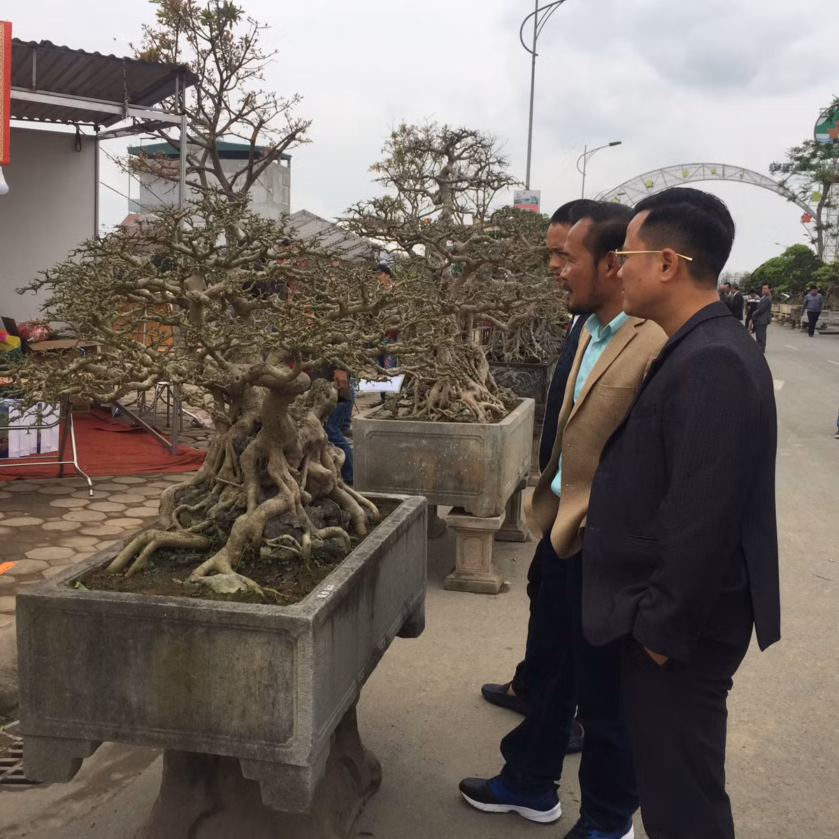 Hầu hết mọi người xem cây đều phải xuýt xoa và tấm tắc khen ngợi.