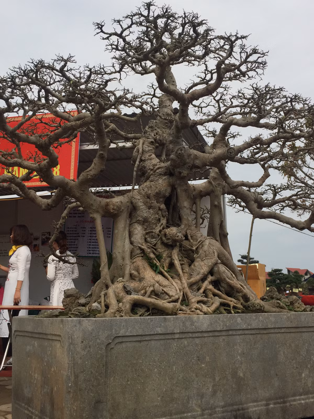 Gây chú ý nhất trong bộ tác phẩm này là cây sanh dáng trực 300 tuổi anh Nghiệp trưng bày chính giữa. Cây cao hơn 1m6 tính từ mặt chậu, trong khi đó hai cây nhỏ chỉ cao đến 1m.