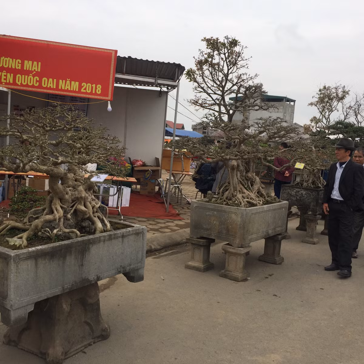 Bộ ba cây sanh quý gây ấn tượng mạnh trong một lần được trưng bày tại Triển lãm Sinh vật cảnh huyện Quốc Oai 2018.