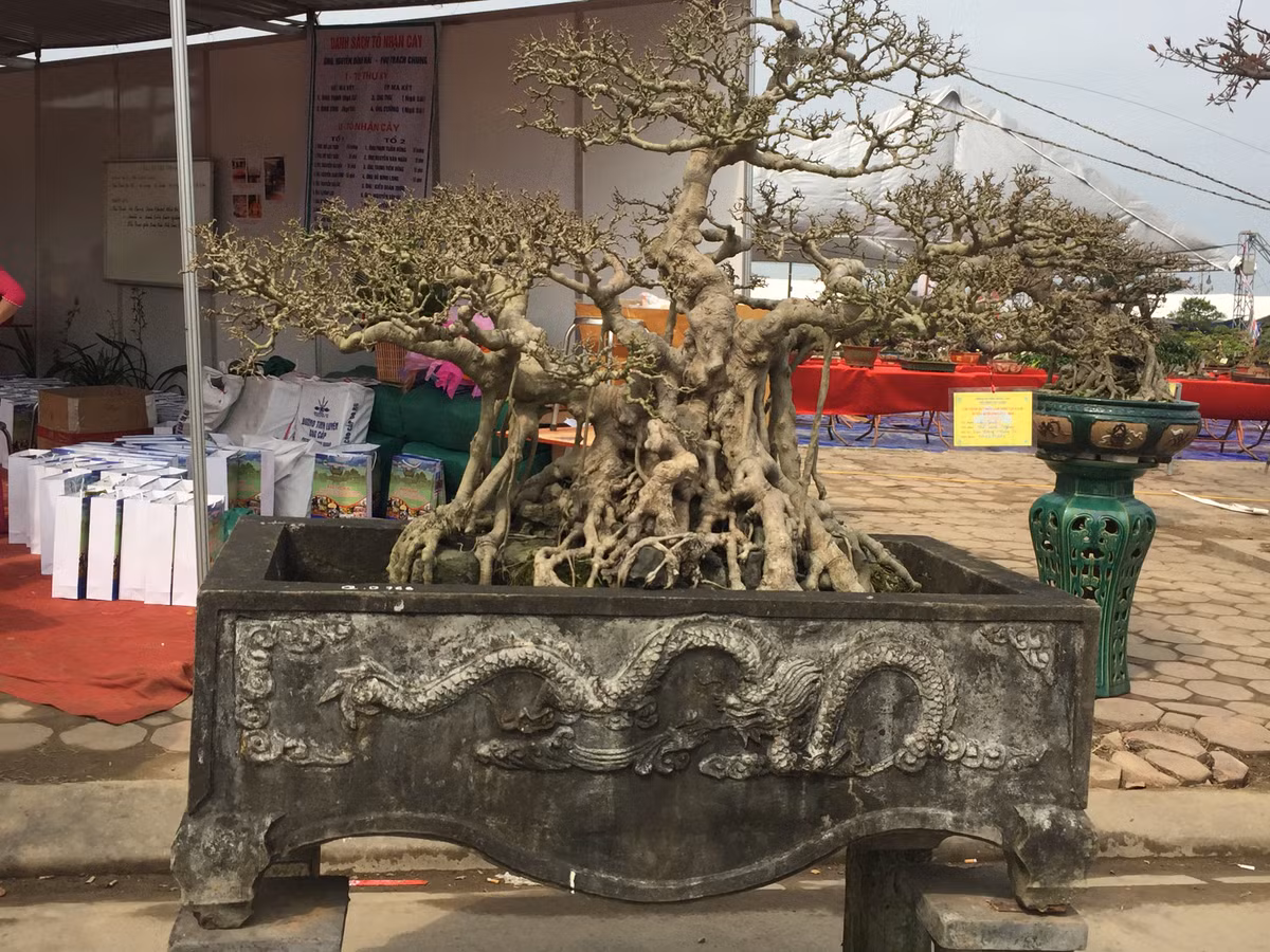 Anh Nghiệp, chủ nhân sở hữu những cây sanh cổ hóa thạch này cho biết: "Tôi mua ba cây sanh này từ ba địa điểm, ba thời điểm khác nhau. Nhưng rất ngẫu nhiên, trong quá trình chăm bón tôi phát hiện chúng có mối liên kết và tương đồng nên quyết định ghép chúng thành bộ. Bộ ba cây canh này sỡ dĩ gọi là sanh hóa thạch bởi chúng có tuổi đời lên đến vài trăm năm tuổi và có dáng thế hiếm cây nào có thể sánh được...".