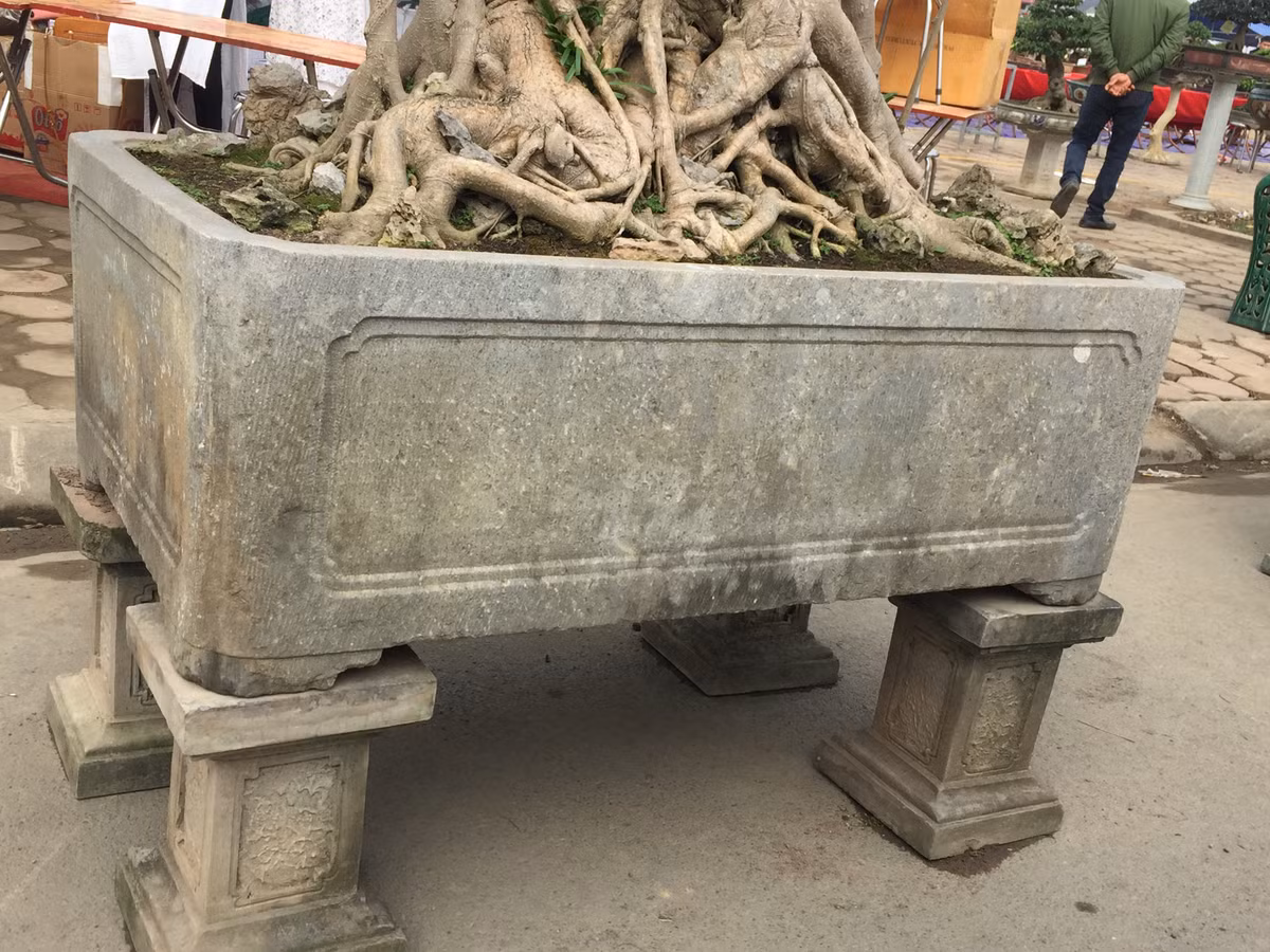 Đặc biệt, anh Nghiệp cũng tiết lộ, không chỉ có cây cổ mà chiêc chậu trồng ba cây sanh này cũng đã vài trăm tuổi.