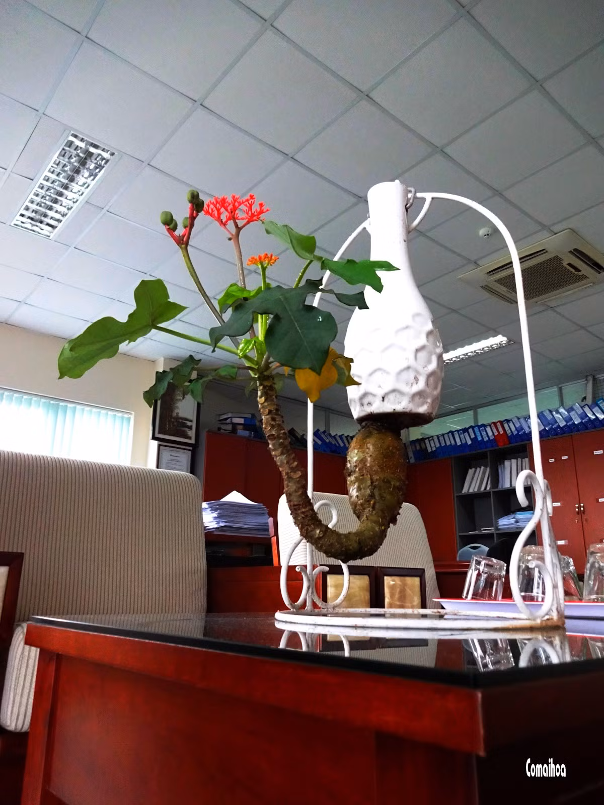 Bất ngờ với cây ngô đồng có thể tạo dáng bonsai mini và đặc biệt là trồng ngược được như thế này. Ảnh: Comaihoa.