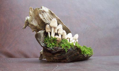 Không chỉ nấm linh chi hay nấm sừng hươu mà nhiều loại nấm khác cũng được trồng theo kiểu bonsai rất lạ mắt. (Ảnh Artofbonsai)