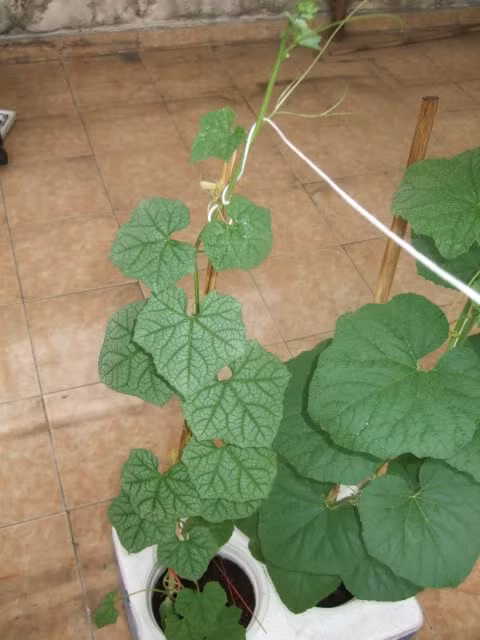 Khi cây mướp Nhật đã đạt chiều cao 60-70 cm và ra nhiều lá và nhánh, lúc này bạn nên làm giàn cho cây. Ảnh: FB hoi thich trong cay.