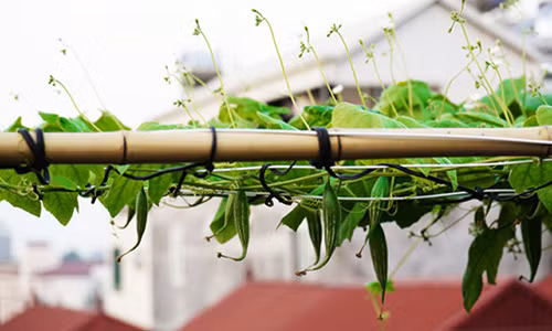 Bạn có thể làm giàn lưới và đảm bảo cho đủ diện tích để ngọn mướp thỏa sức vươn. Ảnh: Dân Việt.