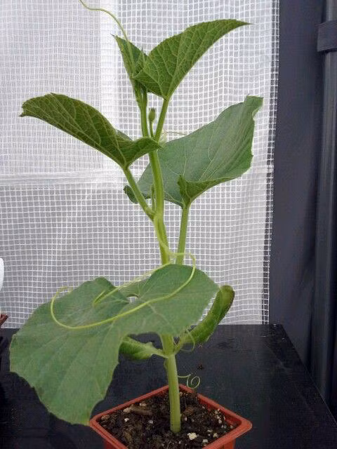 Khi thành cây con, nên chuyển cây sang trồng ở nơi khác. Mướp Nhật cùng họ với các loại mướp ta, bầu, bí thông thường nên cách thức chăm sóc cũng tương tự. Đặc biệt lưu ý bạn nên giữ cho đất luôn ẩm và che chắn cây con cẩn thận, tránh bị sâu, chuột phá hoại. Ảnh: FB hoi thich trong cay.