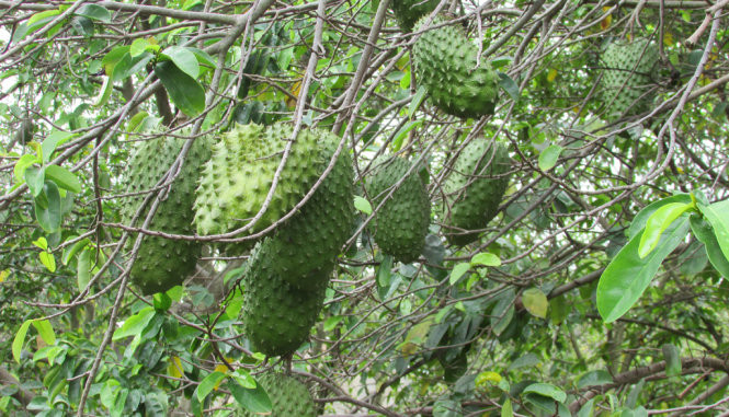 Với những cây mãng cầu xiêm lâu năm có thể cho thu hoạch 200kg/cây/năm. Với những cây được 2 năm tuổi trung bình cho thu hoạch từ 100 - 120kg/cây. Ảnh: Blogspot.