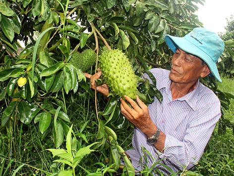 Ông Phải đã nghiên cứu, tìm tòi và đã trồng thành công cây mãng cầu xiêm bằng hạt trên đất nhiễm phèn. Ảnh: Baohaugiang.