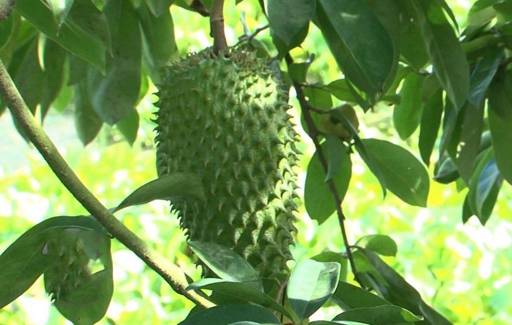 Ông Phải có 5 công đất trồng mãng cầu. Ảnh: Blogspot.