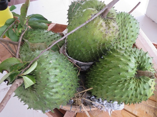 Mãng cầu xiêm sau khi được thu hoạch sẽ được mang đi tiêu thụ ở nhiều tỉnh thành trên cả nước. Ảnh: Nongthonviet.