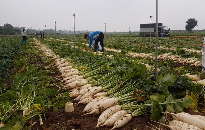 Cùng chung tình cảnh với dưa hấu là củ cải. Nếu như trước Tết, mỗi kg củ cải có giá khoảng 14.000 đồng/kg thì sau Tết, giá củ cải giảm sâu chỉ còn từ 2.000 đồng - 4.000 đồng. Cũng như dưa hấu, củ cải cũng được người tiêu dùng chung tay mua "giải cứu". Ảnh: baogiaothong.