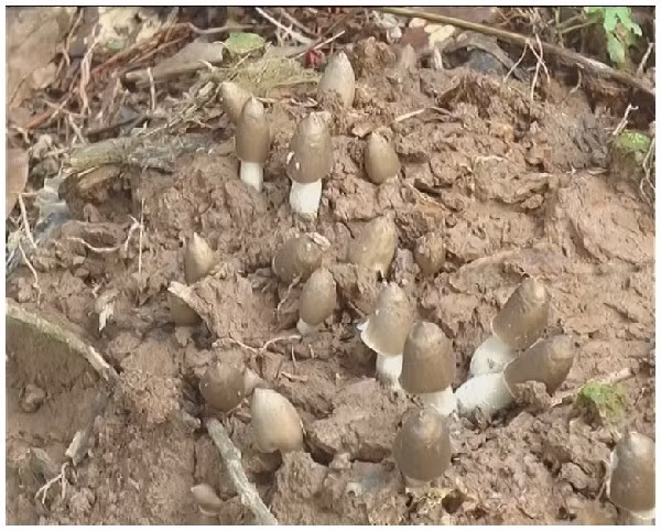 Thời điểm thu hoạch nấm mối tốt nhất là từ 3h - 5h sáng vì lúc này, những tai nấm vẫn chưa nở bung, giá trị dinh dưỡng cao hơn, bán cũng được giá hơn so với nấm đã nở. Ảnh: Baogialai.