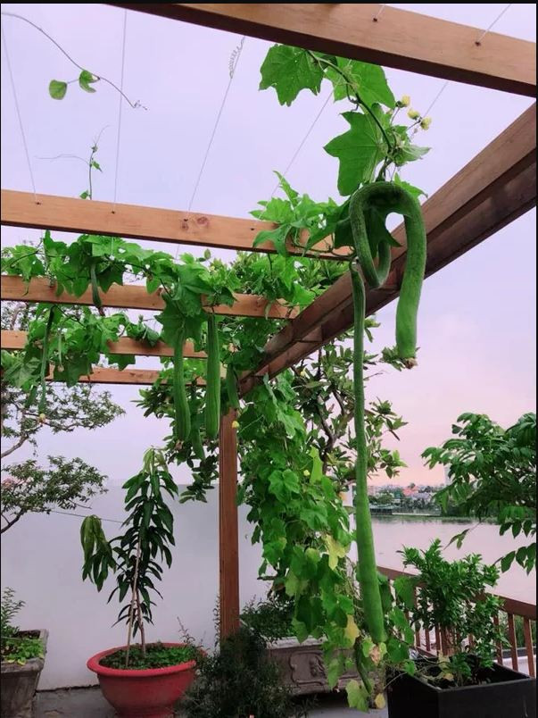 Hoa hậu Phương Lê - Hoa hậu quý bà hòa bình thế giới 2017 - cũng sở hữu khu vườn trên cao ngập tràn cây trái khiến nhiều người phải ghen tị. Ảnh: blogspot.