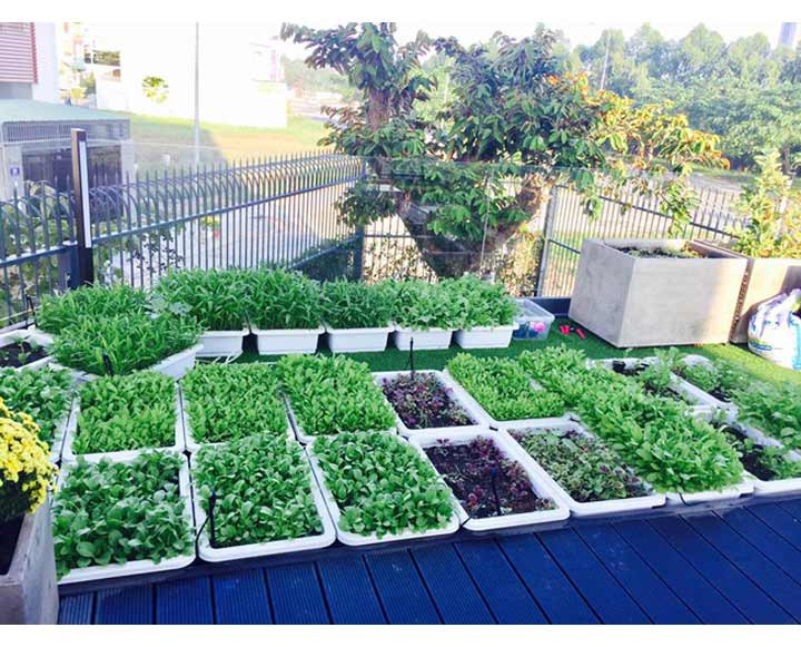 Rau muống, rau dền, rau cải,... đều có đủ và thoải mái phục vụ bữa ăn của các nhóc tỳ nhà Lý Hải - Minh Hà. Nhiều người trầm trồ khen ngợi khi biết đây mới chỉ là một góc nhỏ của khu vườn nhà Lý Hải. Ảnh: muabannhadat.