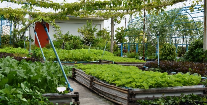 Chăm sóc vườn trên mái không chỉ đơn thuần là việc bạn tưới nước đầy đủ mà còn phải thường xuyên kiểm tra tình trạng sâu bệnh cho cây. Ảnh: Karikabd.