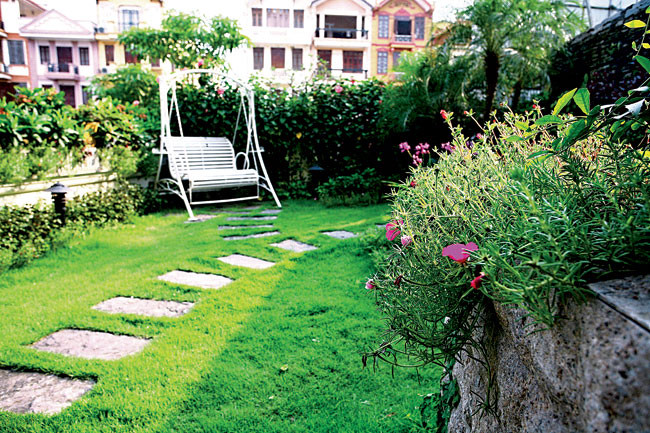 Đối với những cây trồng trong chậu, bạn cần theo dõi để thay chậu cho cây khi cây quá lớn. Ảnh: Thiennhien.