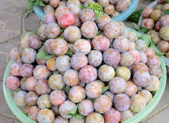 Là người nhiều năm bán mận ở Hà Nội, cô Nguyễn Thị Thương (54 tuổi, quê Lạng Sơn) cho biết: "Để ý thấy đa số mọi người đi mua mận thường ham mận đẹp, mềm, ngọt. Nhưng thực ra theo kinh nghiệm của tôi, lựa chọn như vậy là hoàn toàn sai lầm. Những loại mận này thường là hàng Trung Quốc thôi". Ảnh minh họa.