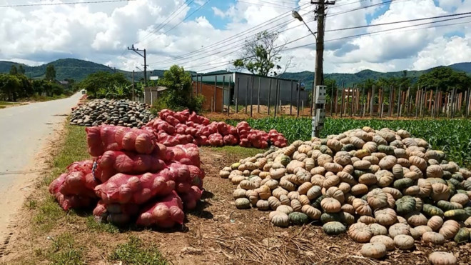 Bí đỏ cũng là nông sản rơi vào tình cảnh được mùa mất giá khi giá chỉ còn 800-1.200 đồng/kg và chỉ những trái có trọng lượng trên 3kg, tròn đẹp thì mới có giá 2.000 đồng/kg. Ảnh: vnnews360.