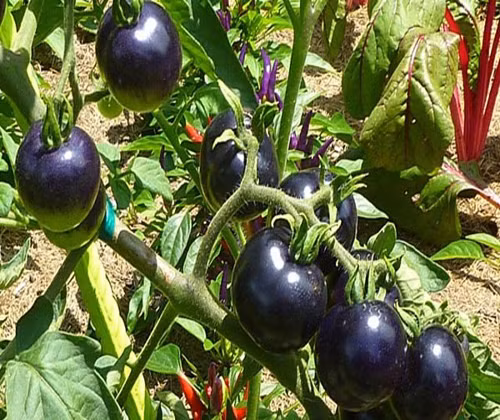 Cà chua đen cũng là một giống cà chua độc lạ có ruột màu đỏ và vỏ màu đen tuyền đúng như tên gọi của nó. Ảnh: Vuahatgiong.